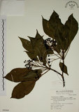 中文名:昆欄樹(S069468)學名:Trochodendron aralioides Sieb. & Zucc.(S069468)英文名:Wheelstaman Tree
