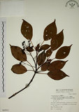 中文名:昆欄樹(S069953)學名:Trochodendron aralioides Sieb. & Zucc.(S069953)英文名:Wheelstaman Tree