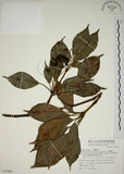 中文名:昆欄樹(S075001)學名:Trochodendron aralioides Sieb. & Zucc.(S075001)英文名:Wheelstaman Tree