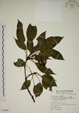 中文名:昆欄樹(S076884)學名:Trochodendron aralioides Sieb. & Zucc.(S076884)英文名:Wheelstaman Tree