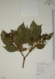 中文名:昆欄樹(S079889)學名:Trochodendron aralioides Sieb. & Zucc.(S079889)英文名:Wheelstaman Tree