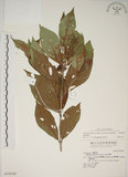 中文名:朝鮮紫珠(S016692)學名:Callicarpa japonica Thunb. var. luxurians Rehder(S016692)中文別名:蘭嶼女兒茶英文名:Lanyu beauty-berry