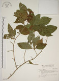 中文名:朝鮮紫珠(S031507)學名:Callicarpa japonica Thunb. var. luxurians Rehder(S031507)中文別名:蘭嶼女兒茶英文名:Lanyu beauty-berry