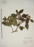 中文名:朝鮮紫珠(S031541)學名:Callicarpa japonica Thunb. var. luxurians Rehder(S031541)中文別名:蘭嶼女兒茶英文名:Lanyu beauty-berry