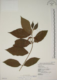 中文名:朝鮮紫珠(S043114)學名:Callicarpa japonica Thunb. var. luxurians Rehder(S043114)中文別名:蘭嶼女兒茶英文名:Lanyu beauty-berry