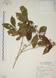 中文名:朝鮮紫珠(S049654)學名:Callicarpa japonica Thunb. var. luxurians Rehder(S049654)中文別名:蘭嶼女兒茶英文名:Lanyu beauty-berry
