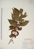 中文名:朝鮮紫珠(S050872)學名:Callicarpa japonica Thunb. var. luxurians Rehder(S050872)中文別名:蘭嶼女兒茶英文名:Lanyu beauty-berry