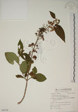 中文名:朝鮮紫珠(S062709)學名:Callicarpa japonica Thunb. var. luxurians Rehder(S062709)中文別名:蘭嶼女兒茶英文名:Lanyu beauty-berry