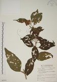 中文名:朝鮮紫珠(S062818)學名:Callicarpa japonica Thunb. var. luxurians Rehder(S062818)中文別名:蘭嶼女兒茶英文名:Lanyu beauty-berry