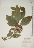 中文名:朝鮮紫珠(S067670)學名:Callicarpa japonica Thunb. var. luxurians Rehder(S067670)中文別名:蘭嶼女兒茶英文名:Lanyu beauty-berry