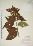 中文名:朝鮮紫珠(S068863)學名:Callicarpa japonica Thunb. var. luxurians Rehder(S068863)中文別名:蘭嶼女兒茶英文名:Lanyu beauty-berry
