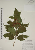 中文名:朝鮮紫珠(S074978)學名:Callicarpa japonica Thunb. var. luxurians Rehder(S074978)中文別名:蘭嶼女兒茶英文名:Lanyu beauty-berry