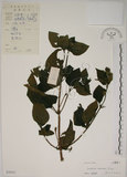 中文名:馬纓丹(S038421)學名:Lantana camara L.(S038421)