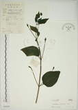 中文名:馬纓丹(S039299)學名:Lantana camara L.(S039299)