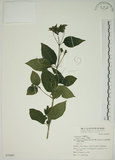 中文名:馬纓丹(S070007)學名:Lantana camara L.(S070007)