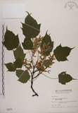 中文名:臺灣紅榨槭(S000670)學名:Acer morrisonense Hayata(S000670)中文別名:臺灣紅榨楓英文名:Taiwan red maple