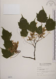 中文名:臺灣紅榨槭(S000674)學名:Acer morrisonense Hayata(S000674)中文別名:臺灣紅榨楓英文名:Taiwan red maple