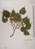 中文名:臺灣紅榨槭(S000676)學名:Acer morrisonense Hayata(S000676)中文別名:臺灣紅榨楓英文名:Taiwan red maple