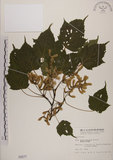 中文名:臺灣紅榨槭(S000677)學名:Acer morrisonense Hayata(S000677)中文別名:臺灣紅榨楓英文名:Taiwan red maple
