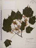中文名:臺灣紅榨槭(S000678)學名:Acer morrisonense Hayata(S000678)中文別名:臺灣紅榨楓英文名:Taiwan red maple