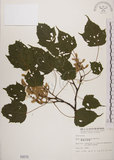 中文名:臺灣紅榨槭(S000679)學名:Acer morrisonense Hayata(S000679)中文別名:臺灣紅榨楓英文名:Taiwan red maple