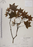 中文名:臺灣紅榨槭(S005798)學名:Acer morrisonense Hayata(S005798)中文別名:臺灣紅榨楓英文名:Taiwan red maple