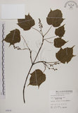 中文名:臺灣紅榨槭(S005836)學名:Acer morrisonense Hayata(S005836)中文別名:臺灣紅榨楓英文名:Taiwan red maple