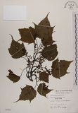 中文名:臺灣紅榨槭(S005921)學名:Acer morrisonense Hayata(S005921)中文別名:臺灣紅榨楓英文名:Taiwan red maple