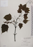 中文名:臺灣紅榨槭(S005923)學名:Acer morrisonense Hayata(S005923)中文別名:臺灣紅榨楓英文名:Taiwan red maple