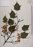 中文名:臺灣紅榨槭(S015406)學名:Acer morrisonense Hayata(S015406)中文別名:臺灣紅榨楓英文名:Taiwan red maple