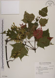 中文名:臺灣紅榨槭(S017846)學名:Acer morrisonense Hayata(S017846)中文別名:臺灣紅榨楓英文名:Taiwan red maple
