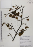 中文名:臺灣紅榨槭(S034057)學名:Acer morrisonense Hayata(S034057)中文別名:臺灣紅榨楓英文名:Taiwan red maple