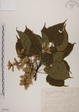 中文名:臺灣紅榨槭(S035331)學名:Acer morrisonense Hayata(S035331)中文別名:臺灣紅榨楓英文名:Taiwan red maple