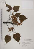 中文名:臺灣紅榨槭(S036446)學名:Acer morrisonense Hayata(S036446)中文別名:臺灣紅榨楓英文名:Taiwan red maple