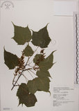 中文名:臺灣紅榨槭(S043214)學名:Acer morrisonense Hayata(S043214)中文別名:臺灣紅榨楓英文名:Taiwan red maple