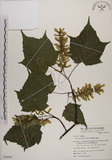 中文名:臺灣紅榨槭(S050361)學名:Acer morrisonense Hayata(S050361)中文別名:臺灣紅榨楓英文名:Taiwan red maple