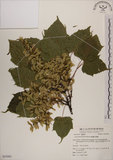 中文名:臺灣紅榨槭(S053983)學名:Acer morrisonense Hayata(S053983)中文別名:臺灣紅榨楓英文名:Taiwan red maple