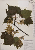 中文名:臺灣紅榨槭(S059235)學名:Acer morrisonense Hayata(S059235)中文別名:臺灣紅榨楓英文名:Taiwan red maple
