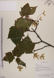 中文名:臺灣紅榨槭(S063093)學名:Acer morrisonense Hayata(S063093)中文別名:臺灣紅榨楓英文名:Taiwan red maple