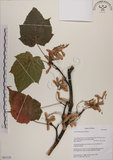 中文名:臺灣紅榨槭(S063129)學名:Acer morrisonense Hayata(S063129)中文別名:臺灣紅榨楓英文名:Taiwan red maple