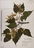 中文名:臺灣紅榨槭(S069461)學名:Acer morrisonense Hayata(S069461)中文別名:臺灣紅榨楓英文名:Taiwan red maple