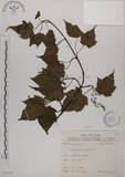 中文名:臺灣紅榨槭(S073733)學名:Acer morrisonense Hayata(S073733)中文別名:臺灣紅榨楓英文名:Taiwan red maple