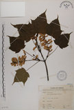 中文名:臺灣紅榨槭(S073753)學名:Acer morrisonense Hayata(S073753)中文別名:臺灣紅榨楓英文名:Taiwan red maple