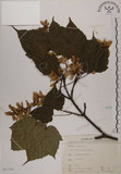 中文名:臺灣紅榨槭(S073755)學名:Acer morrisonense Hayata(S073755)中文別名:臺灣紅榨楓英文名:Taiwan red maple