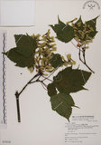 中文名:臺灣紅榨槭(S074526)學名:Acer morrisonense Hayata(S074526)中文別名:臺灣紅榨楓英文名:Taiwan red maple