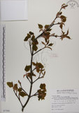中文名:臺灣紅榨槭(S077266)學名:Acer morrisonense Hayata(S077266)中文別名:臺灣紅榨楓英文名:Taiwan red maple