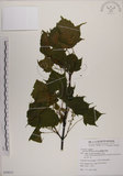 中文名:臺灣紅榨槭(S079511)學名:Acer morrisonense Hayata(S079511)中文別名:臺灣紅榨楓英文名:Taiwan red maple