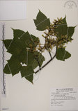 中文名:臺灣紅榨槭(S080517)學名:Acer morrisonense Hayata(S080517)中文別名:臺灣紅榨楓英文名:Taiwan red maple