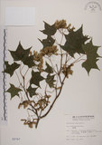 中文名:青楓(S002767)學名:Acer serrulatum Hayata(S002767)英文名:Green maple