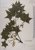 中文名:青楓(S003456)學名:Acer serrulatum Hayata(S003456)英文名:Green maple